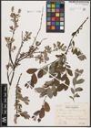 Foto von Salix aurita L. x Salix repens L.